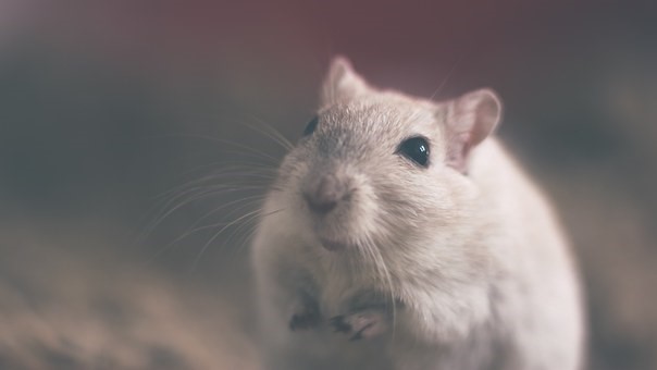 se débarrasser des souris